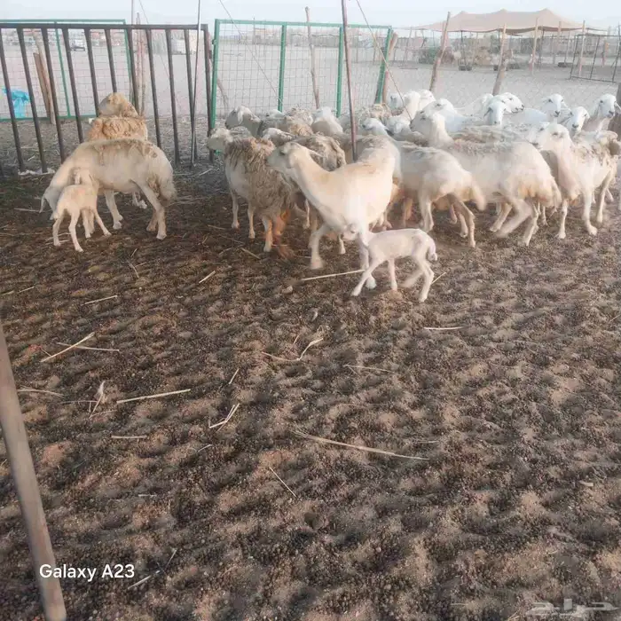 أعرض لكم غنم حريات خلفات وجنب طيبه حرش 7