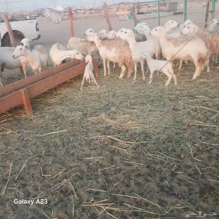 أعرض لكم غنم حريات خلفات وجنب طيبه حرش 0