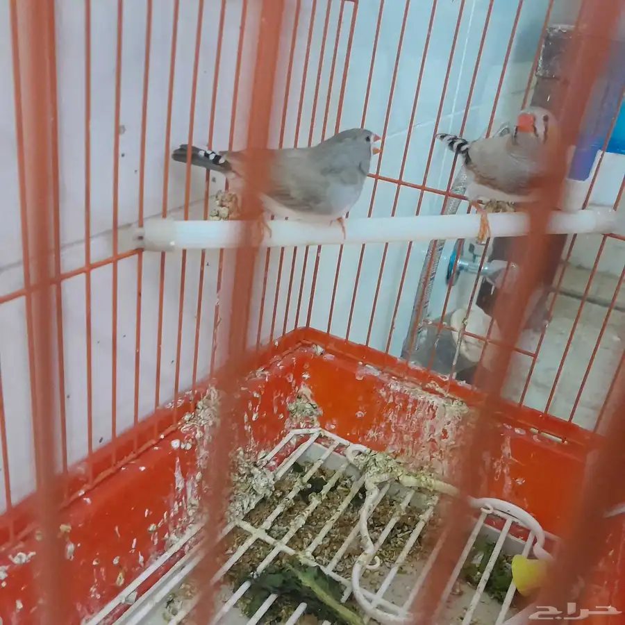 أقفاص نظيفه وزوج زيبرا للبيع 4