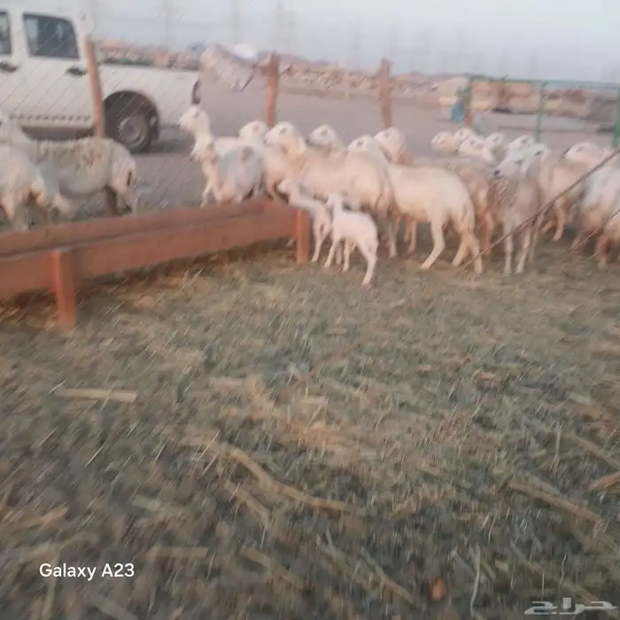 أعرض لكم غنم حريات خلفات وجنب طيبه حرش 1