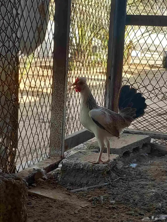 دجاج دندراوي 1