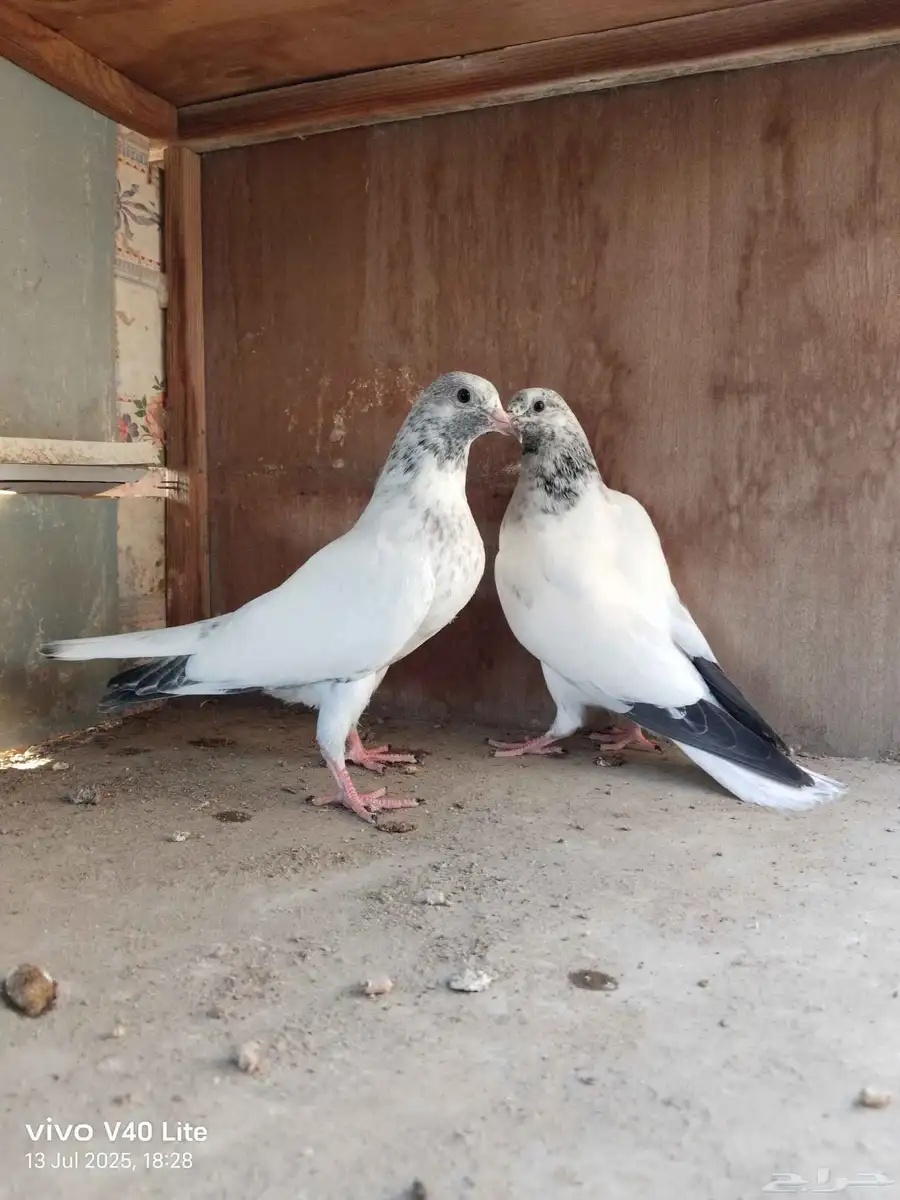 حمام باكستاني 4