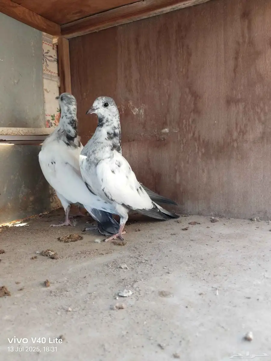 حمام باكستاني 7
