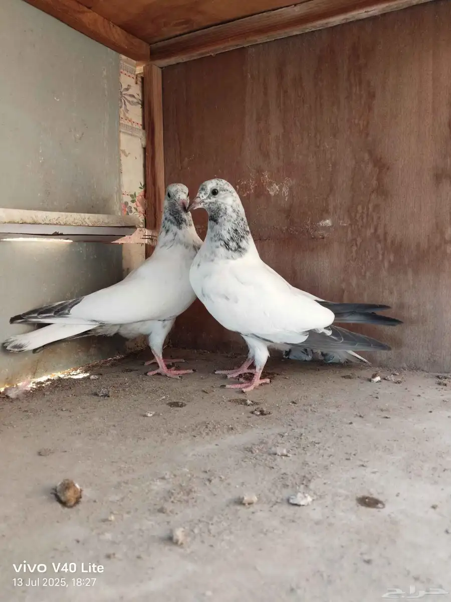 حمام باكستاني 3