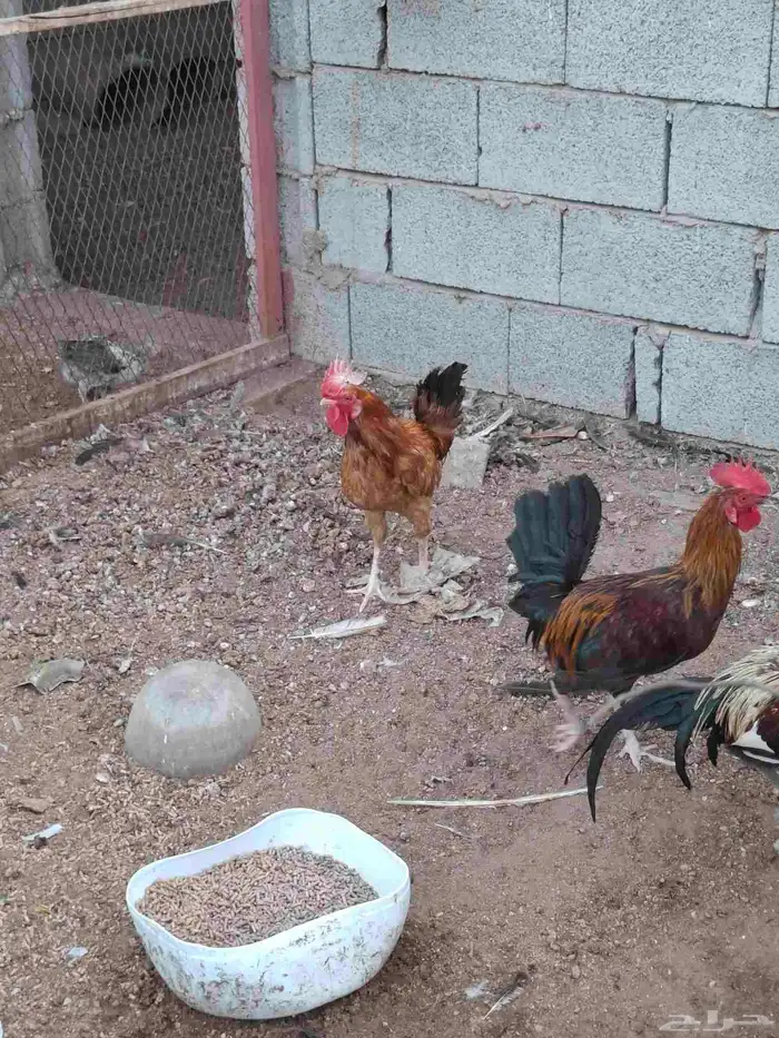 ديوك ودجاج بلدي 3