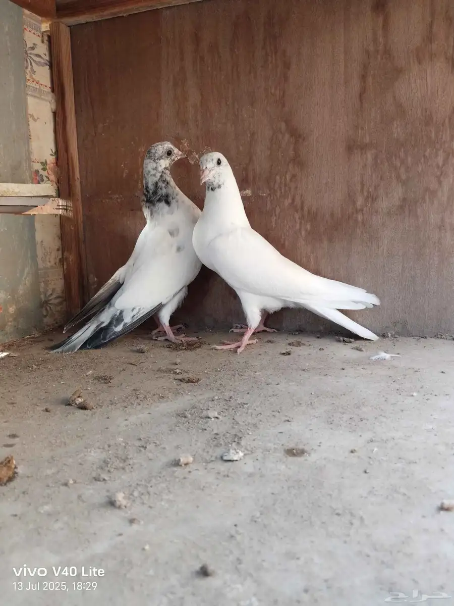 حمام باكستاني 5