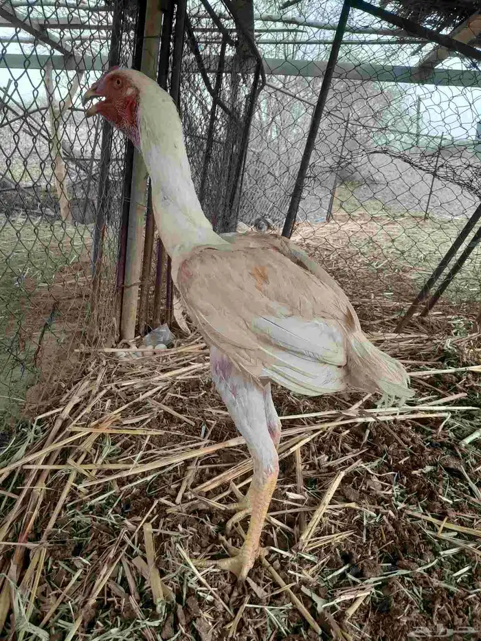 ديك سندي 0