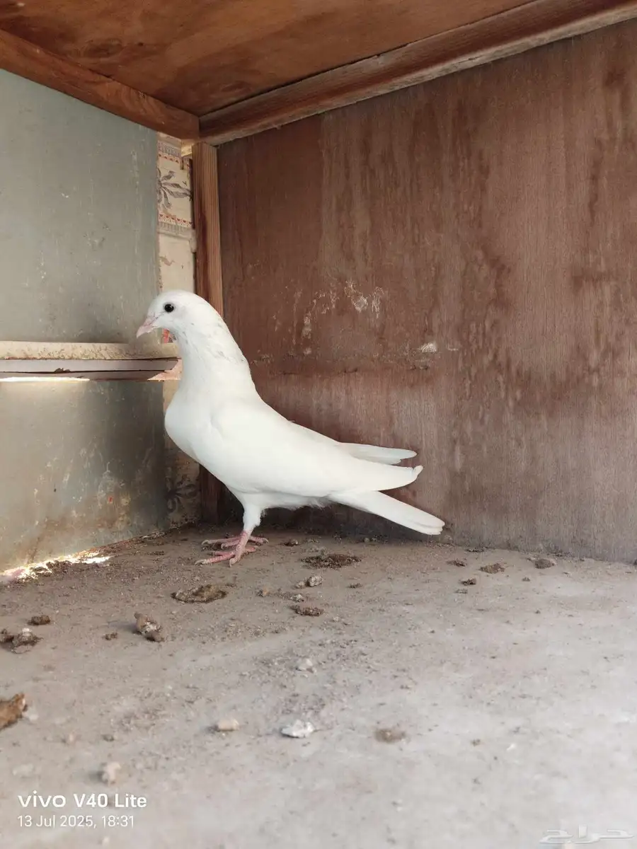 حمام باكستاني 6