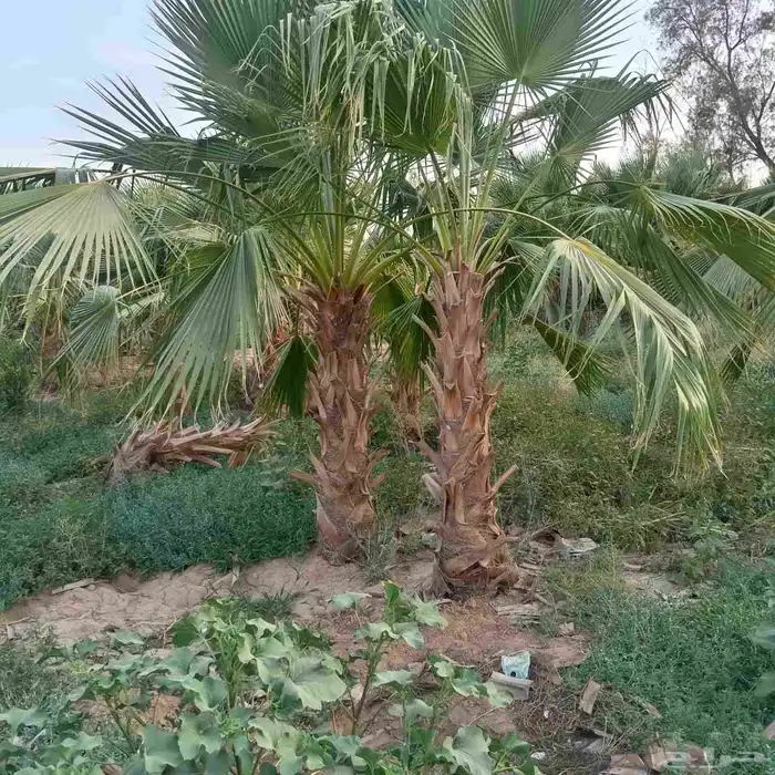 يوجد لدينا جميع انواع النخيل المثمرة وزينه اتواصل جوال 05065 9