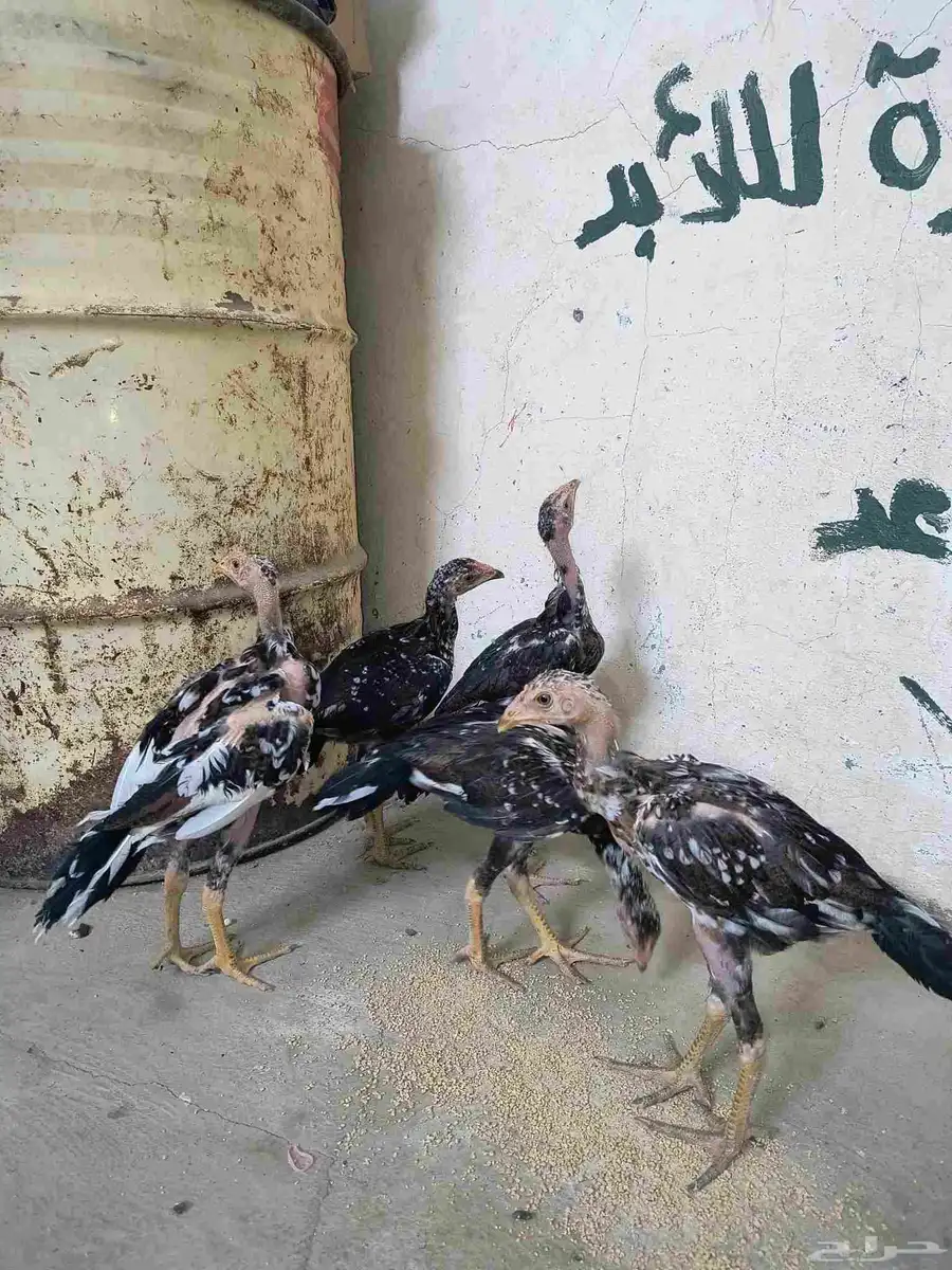 دجاج سندي 3