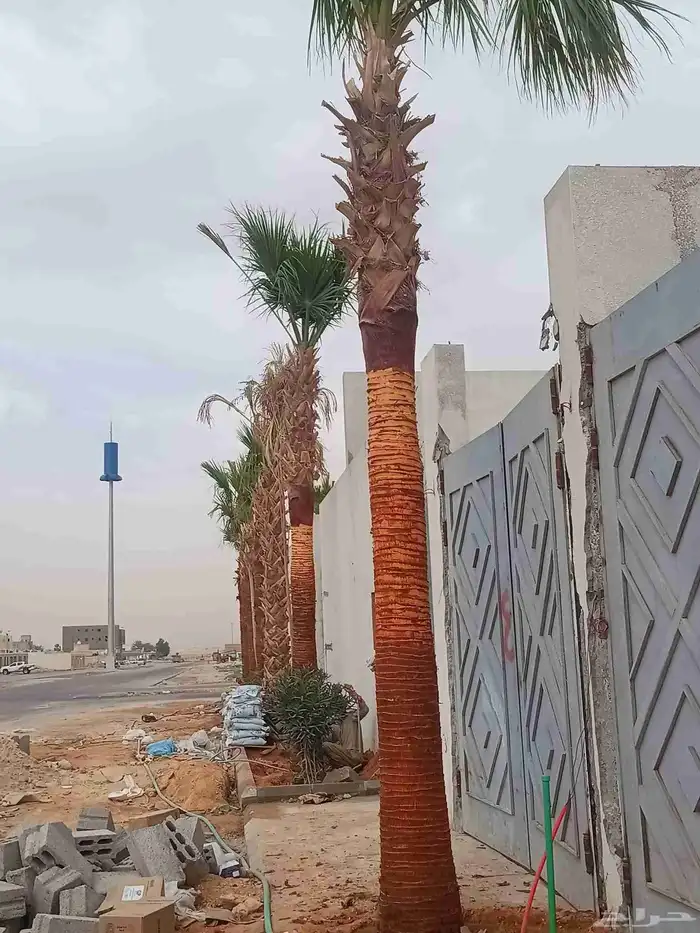 تكريب الماشنطن ونخل العربي 6