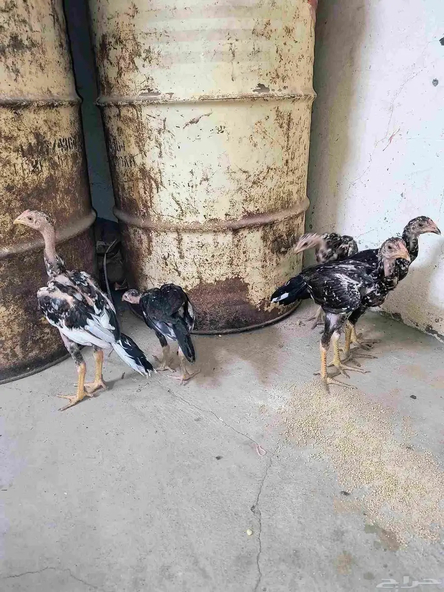 دجاج سندي 1