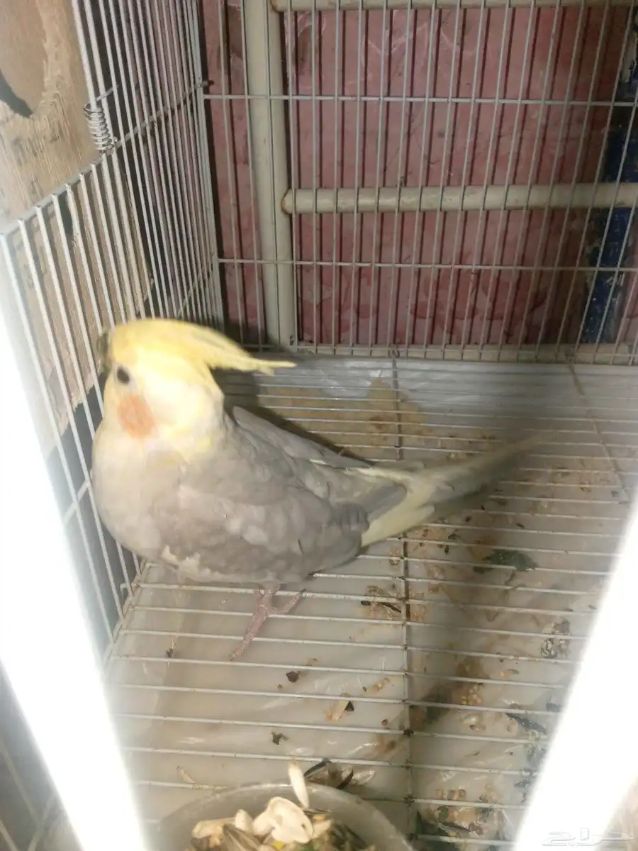 جوز كروان منتج مع مع الفروخ 4