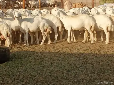 غنم جنب دفيع العدد 62 2
