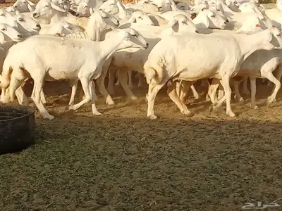 غنم جنب دفيع العدد 62 5