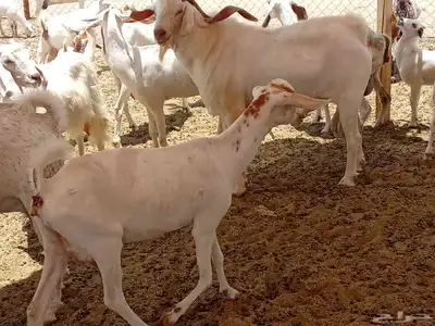 معزه خلفات وجنب 8
