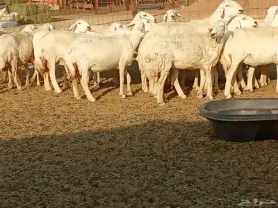 غنم جنب دفيع العدد 62 9