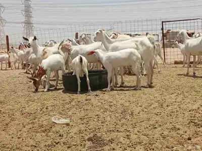 معزه خلفات وجنب 5