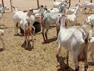 معزه خلفات وجنب 9