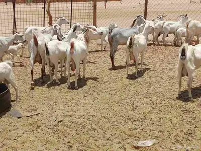 معزه خلفات وجنب 2