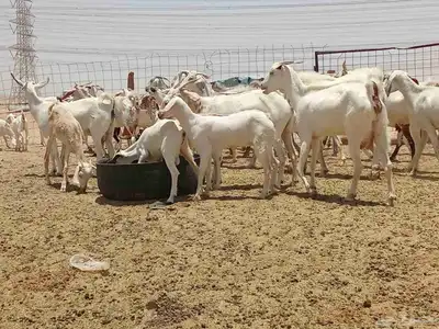 معزه خلفات وجنب 3