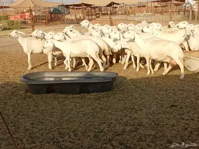 غنم جنب دفيع العدد 62 1