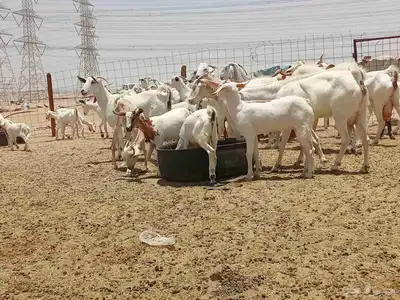 معزه خلفات وجنب 1