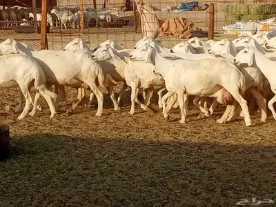 غنم جنب دفيع العدد 62 0