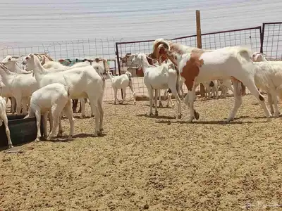 معزه خلفات وجنب 4