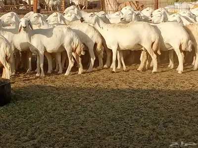 غنم جنب دفيع العدد 62 4