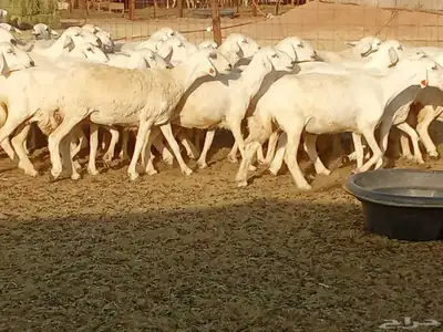 غنم جنب دفيع العدد 62 6
