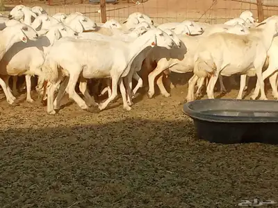 غنم جنب دفيع العدد 62 8