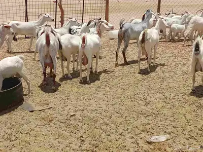 معزه خلفات وجنب 0