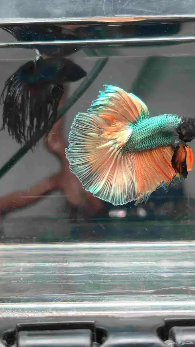 BETTA FOR SALE index