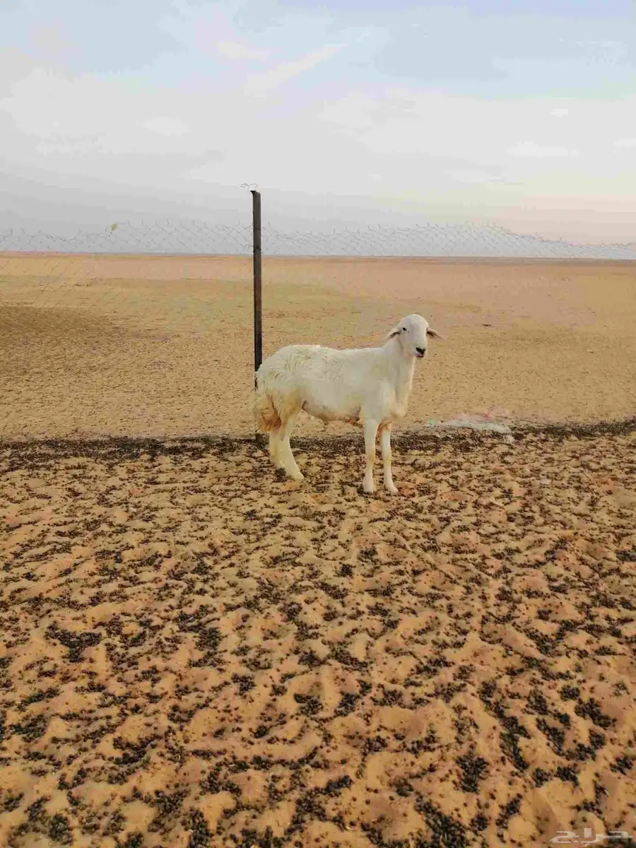 خروف حري ثني 3