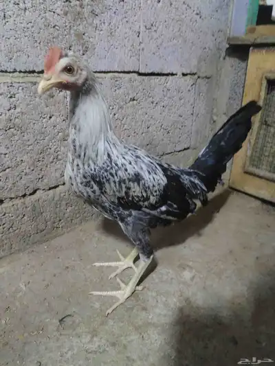 السلام عليكم ورحمة الله وبركاته للبيع دجاج بلدي دم صافي 1