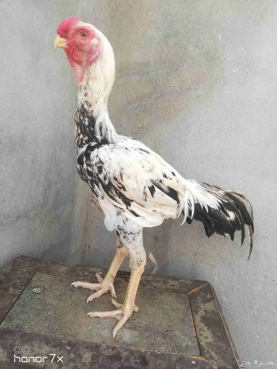 ديك حجازي 0