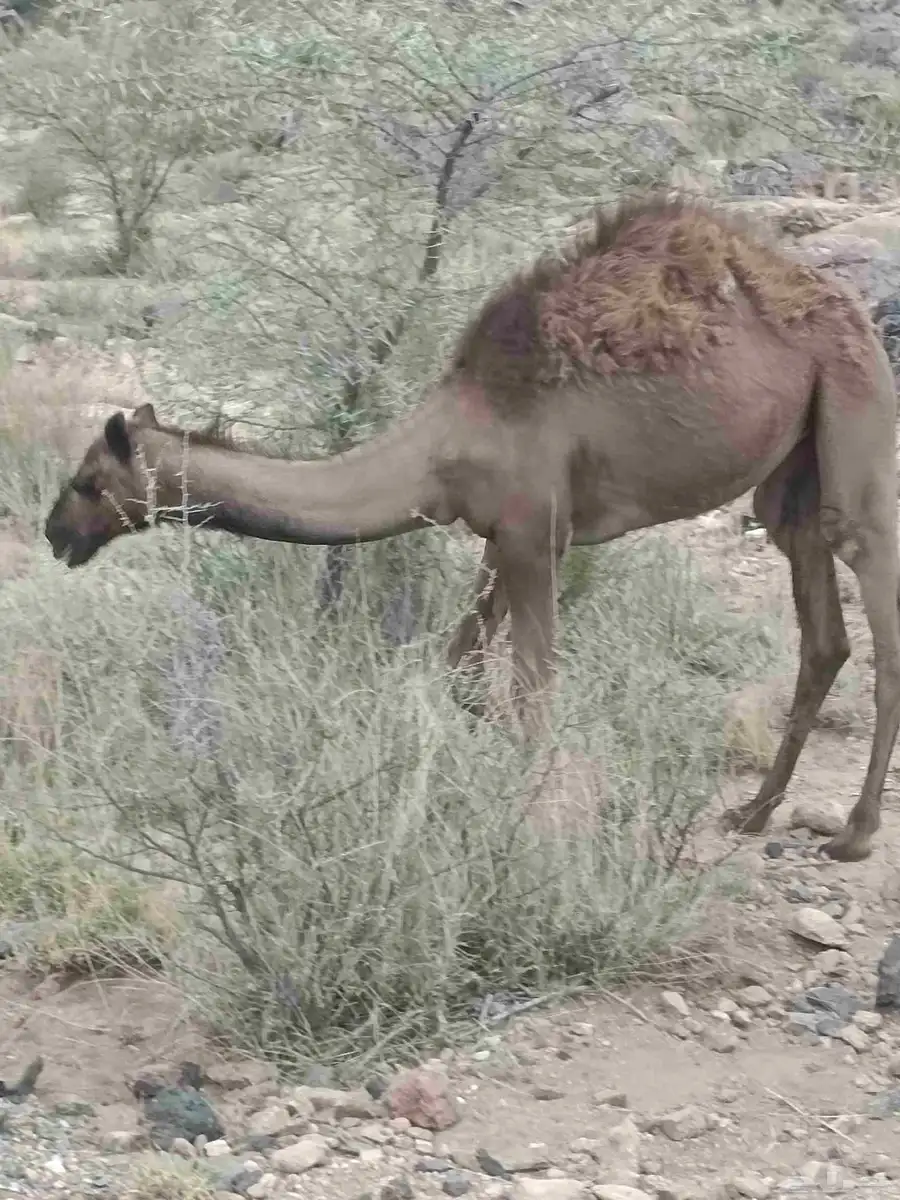 قعدان وبكار للبيع 0