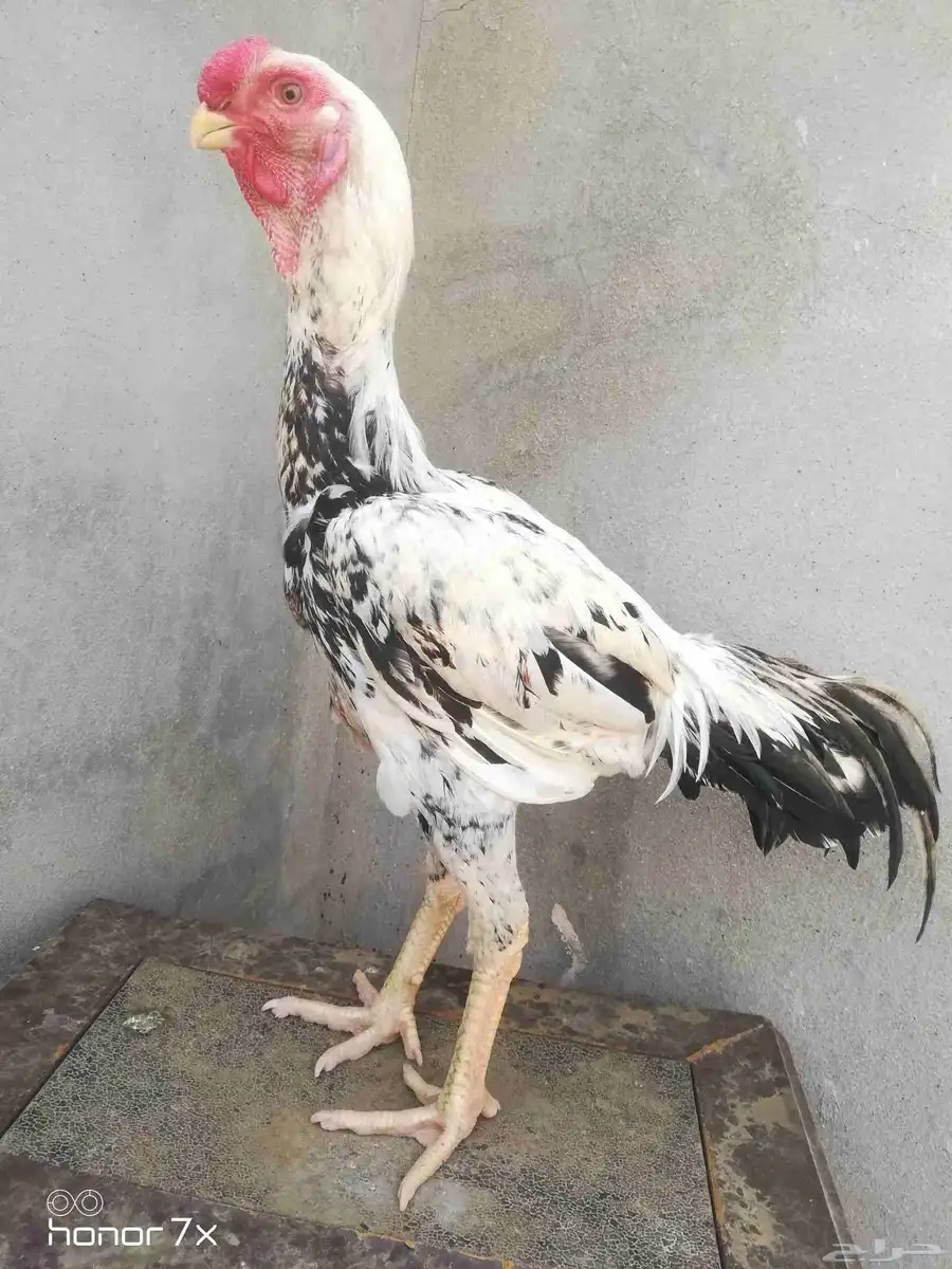 ديك حجازي 3