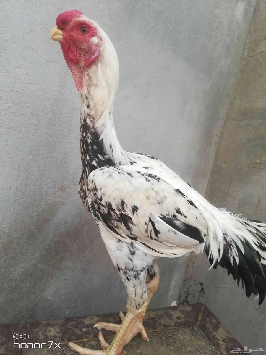 ديك حجازي 2