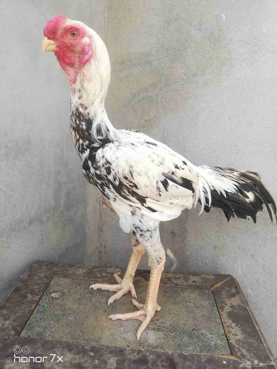 ديك حجازي 1