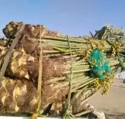 يوجد لدينا جميع انواع النخيل المثمره وجميع المقاسات المختلفة 3