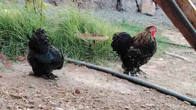 زوج دجاج كوشن 1