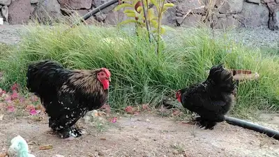 زوج دجاج كوشن 2