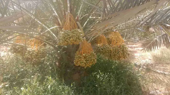 اعرض لكم ثمرة مزرعة 400نخله 200صقعي 200اخلاص 0