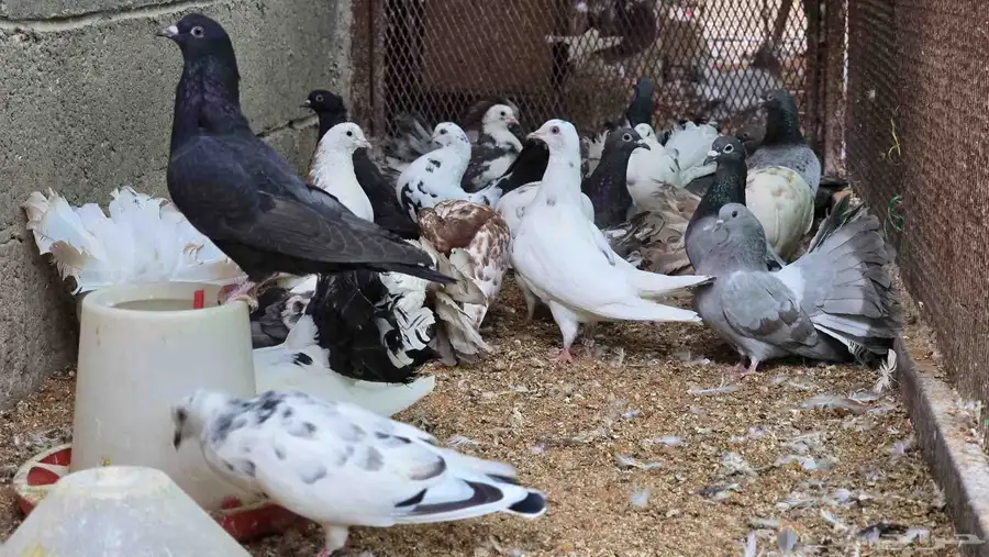 للبيع حمام منتج مشكل 1
