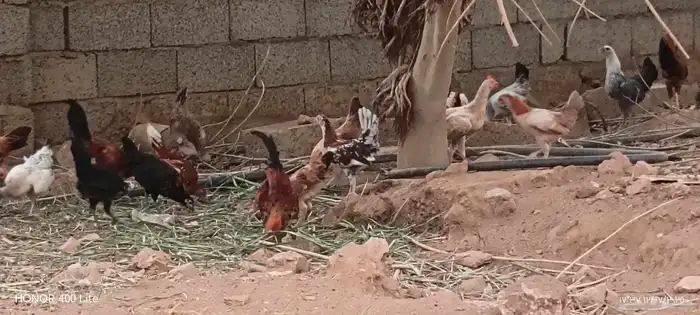 دجاج بلدي 1