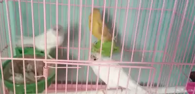 اناث كناري 1