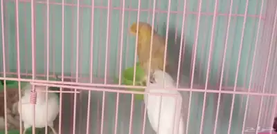 اناث كناري 7