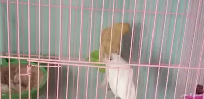 اناث كناري 6